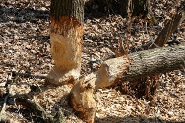 Zmiana organizacji ruchu na wycinkę drzew pod wschodnią obwodnicę Oleśnicy